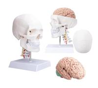 Générique Modèle d'anatomie du crâne humain et du cerveau, modèle du cerveau en 8 parties à taille réelle avec vertèbre cervicale et socle pour enseignement en t outil d'affichage