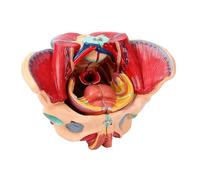 Générique Modèle d'anatomie du Pelvis féminin Modèle d'anatomie du Pelvis féminin Amovible en 4 Parties Modèle d'anatomie du Pelvis féminin génital vasculaire neuromusculaire Utérus Humain