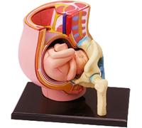 Générique Modèle d'anatomie du Pelvis Humain Enceinte 4D - Modèle Miniature de l'utérus Humain avec fœtus Amovible - 3 pièces - Taille réelle - Outils d'éducation à l'accouchement