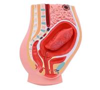 Générique Modèle d'anatomie du placenta humain, Modèle d'anatomie de l'embryon et du placenta en gynécologie médicale, Modèle d'anatomie du système reproducteur féminin, utérus, ovaire et pelvis.