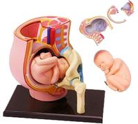Générique Modèle d'anatomie du Torse de Grossesse 4D, Pelvis Humain féminin médical Anatomique Enceinte avec modèle de fœtus de 9 Mois, Outils d'éducation à l'accouchement