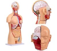 Générique Modèle d'anatomie du torse humain, 32 pièces 33,4" Modèles de corps humain amovibles à taille réelle des deux sexes avec cœur, tête, crâne, cerveau, couches viscérales et musculaires