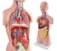 Générique Modèle d'anatomie du Torse Humain Grandeur Nature de 34,5 Pouces avec Base, modèle Anatomique du Corps Humain avec cœur Amovible, crâne, poumons, pour l'étude des Sciences