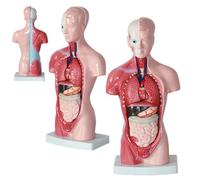 Générique Modèle d'anatomie humaine de 11 pouces pour étudiants en médecine, modèel de torse humain anatomique de 15 pièces amovibles pour l'éducation médicale.