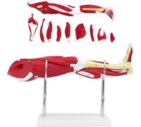 Générique Modèle d'anatomie musculaire de la jambe humaine, membres inférieurs Modèle anatomique 10 pièces membres inférieurs amovibles montrant les muscles, les principaux vaisseaux sanguins