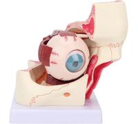 Générique Modèle d'anatomie orbitale de l'œil humain agrandi 3X, modèle orbital du globe oculaire amovible en 12 parties montrant le nerf optique, la cornée, le cristallin de l'iris et le corps vitré