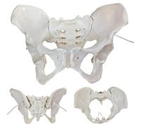 Générique Modèle d'anatomie pelvienne féminine Grandeur Nature avec Bandes élastiques - Modèle Souple de Pelvis féminin sur élastique pour l'enseignement médical