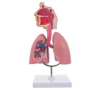 Générique Modèle d'anatomie pulmonaire de la cavité nasale, modèle d'organes du système respiratoire du larynx de la tête humaine grandeur nature pour la physiologie médicale Enseigner,1Pcs