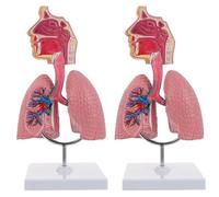 Générique Modèle d'anatomie pulmonaire de la cavité nasale, modèle d'organes du système respiratoire du larynx de la tête humaine grandeur nature pour la physiologie médicale Enseigner,2Pcs