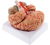 Générique Modèle d'artère cérébrale humaine - Modèle anatomique du cerveau humain à taille réelle, pouvant être séparé en 9 parties, avec artère codée par couleur, base d'affichage