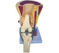 Générique Modèle d'articulation du genou humain avec ligament flexible, outil éducatif d'anatomie des muscles squelettiques pour l'étude de l'anatomie humaine