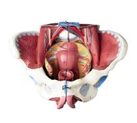 Générique Modèle de bassin féminin humain avec muscles du plancher pelvien, grandeur nature, 4 parties, vaisseaux nerveux et organes reproductifs, organes amovibles, enseignement de la physiologie