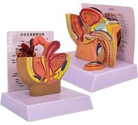 Générique Modèle de bassin féminin, modèle anatomique du système reproducteur, section sagittale médiane du système gynécologique et génito-urinaire - pour aide pédagogique,Female