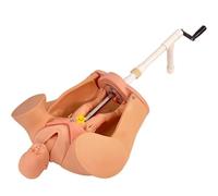 Générique Modèle de bassin féminin pour l'accouchement, modèle avancé de formation en obstétrique, simulateur d'accouchement, l'éducation médicale sur la fertilité et l'étude