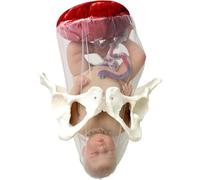 Générique Modèle de bassin pour démonstration d'accouchement, modèle de formation pour sages-femmes, modèle d'anatomie du bassin(poupée de bassin, placenta, cordon ombilical, membrane fœtale)