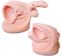 Générique Modèle de cathétérisme 2pcs mâle Femelle, modèle d'insertion de cathéter en PVC avec marquages d'anatomie numériques pour la Formation aux démonstrations d'éducation