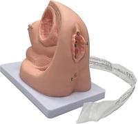 Générique Modèle de cathétérisme Interne et Externe chez la Femme, Modèle d'enseignement pour la Formation médicale en gynécologie, Mannequin PVC pour la Pratique médicale