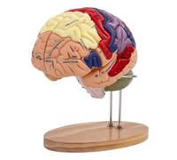 Générique Modèle de Cerveau Humain Grandeur Nature 2 Fois, modèle d'anatomie cérébrale, 4 pièces étiquetées avec des Figures 9 Couleurs, pour l'apprentissage des neurosciences