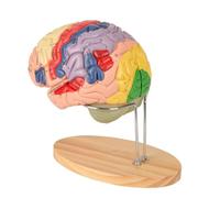 Générique Modèle de cerveau humain le plus récent pour l'enseignement des neurosciences avec des étiquettes 1,5 fois la taille réelle, modèle d'anatomie pour l'étude en classe de sciences