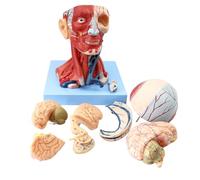 Générique Modèle de cerveau humain tête et cou, crâne anatomique à l'échelle 1:1, muscles cérébraux neuro-vasculaires superficiels, 10 pièces détachables pour l'enseignement médical et l'étude
