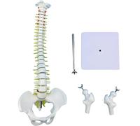Générique Modèle de colonne vertébrale humaine - Modèle d'anatomie de la colonne vertébrale mini de 17,7 pouces, comprend un support avec le pelvis, la colonne vertébrale