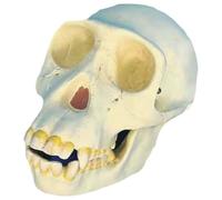 Générique Modèle de crâne de chimpanzé, réplique 1:1 d'un spécimen Anatomique