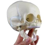 Générique Modèle de crâne de nourrisson humain - Modèle de crâne fœtal, crânes de bébé, matériau PVC, outils d'affichage éducatifs pour l'apprentissage des enfants, dessin à la main