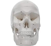 Générique Modèle de crâne humain avec numérotation - 3 parties avec calvaria amovible, mandibule articulée, sutures peintes, 54 caractéristiques numérotées - Réplique anatomique de crâne
