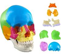 Générique Modèle de crâne humain peint, modèle anatomique de crâne humain 4D, 22 pièces d'assemblage pour l'étude de l'éducation scientifique, enseignement avec manuel d'étude de couleur