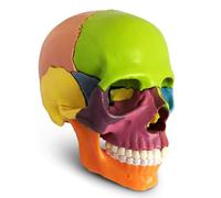 Générique Modèle de crâne humain pour l'anatomie, 15 parties Anatomie humaine Crâne éclaté, mini modèle de crâne médical de couleur humaine détachable de la taille d'une paume