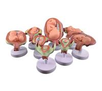 Générique Modèle de développement fœtal, 8PCS Human Embryo Development Model Set, 1:1 Baby Foetus Pregnancy Anatomy, for Medical Teaching Training Research Practice
