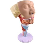 Générique Modèle de gorge de muscle pharyngé, modèle d'anatomie humaine, modèle de cavité nasale parotidienne salivaire, affichage d'enseignement d'école d'organe, fournitures pédagogiques