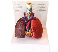 Générique Modèle de larynx, cœur et poumons, modèle respiratoire à taille réelle, larynx et cœur avec pièces détachables pour laboratoires d'anatomie, modèle de poumon de qualité médicale