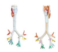 Générique Modèle de larynx, trachée et bronches humaines, modèle anatomique du système respiratoire humain en 3 parties, larynx et trachée pour l'enseignement médical avec affiche