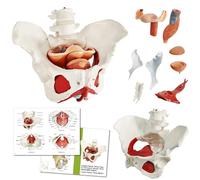 Générique Modèle de muscle du plancher pelvien féminin - Muscles du plancher pelvien et organes reproducteurs 3D, récupération post-partum, structure des organes pelviens avec 2 vertèbres lombaires