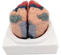 Générique Modèle de partitionnement du cortex cérébral - Modèle d'anatomie du cerveau humain, 8 pièces détachables, avec régions colorées et numérotées - Comprend un socle et un manuel d'utilisation