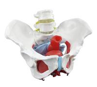 Générique Modèle de pelvis et périnée féminin avec organes amovibles en 6 parties, modèle anatomique des muscles du plancher pelvien féminin et utérus, vagin, ovaires, vessie, rectum
