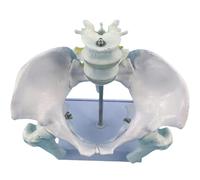 Générique Modèle de pelvis féminin, deux têtes de fémur mobiles et articulations, modèle d'anatomie pelvienne féminine taille réelle pour sage-femme en obstétrique