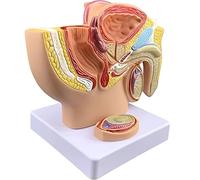Générique Modèle de pelvis masculin avec modèle de prostate, modèle de système reproducteur masculin à 1/2 taille, section sagittale médiane du système urogénital pour l'étude et l'enseignement