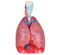 Générique Modèle de poumon Humain Grandeur Nature, modèle de système respiratoire avec 51 pièces, 7 pièces Amovibles avec poumons, cœur, Larynx, trachée et système vasculaire pour Les études