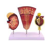 Générique Modèle de rein humain, 3 parties agrandir la structure rénale du néphron glomérulus Modèle d'anatomie avec base du manuel du produit Carte pour l'éducation médicale Consultation