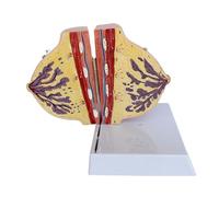 Générique Modèle de sein non allaitant - Modèle d'affichage anatomique de la section sagittale du sein, modèle d'anatomie du sein humain, formation scientifique idéale pour le médecin infirmier