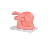 Générique Modèle de simulateur de cathétérisme urétral Homme-Femme - Modèle simplifié d'insertion urinaire avec Anatomie des Organes génitaux internes et externes de l'homme et de la Femme,Female