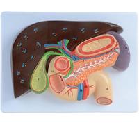 Générique Modèle de soulagement du foie et de la vésicule biliaire - Modèle anatomique du pancréas humain du foie, du duodénum et de la vésicule biliaire pour l'éducation scolaire - section gastrique