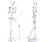 Générique Modèle de squelette humain de 85 cm pour l'anatomie, bras et jambes articulés, support métallique, enseignement de l'anatomie médicale avec poster en couleurs