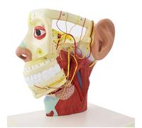 Générique Modèle de tête humaine, anatomique humaine, demi-tête, anatomie, cerveau, cou, modèle d'étude médiane, nerf, vaisseau sanguin pour l'étude des fournitures pédagogiques