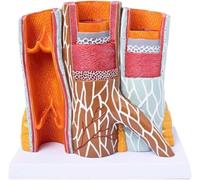 Générique Modèle de vaisseaux sanguins humains, modèle d'artériosclérose en PVC, modèle de 14X des vaisseaux sanguins du corps humain, modèle anatomique en structure filaire pour études