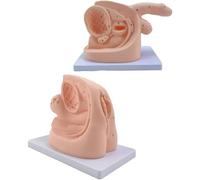 Générique Modèle d'éducation aux exercices de cathétérisme masculin et féminin, ensemble d'enseignement de l'anatomie du cathéter, modèle d'anatomie génitale interne et externe et cathéter urinaire