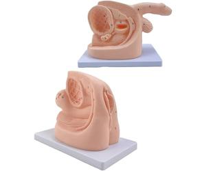 Générique Modèle d'éducation aux exercices de cathétérisme masculin et féminin, ensemble d'enseignement de l'anatomie du cathéter, modèle d'anatomie génitale interne et externe et cathéter urinaire
