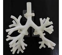 Générique Modèle d'entraînement à la bronchoscopie, modèle anatomique de l'arbre bronchique avec bronchoscope, ensemble de fibres bronchiales pour l'enseignement des médecins,Level 4 white